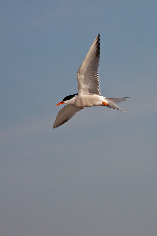 Keeping an eye on the nest
